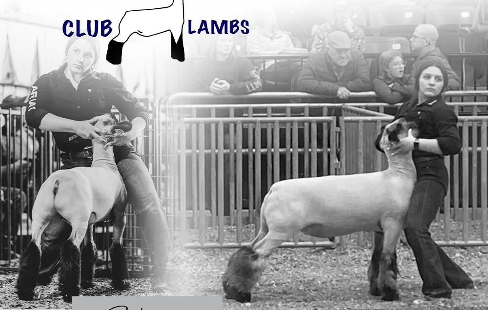 Whyte Club Lambs